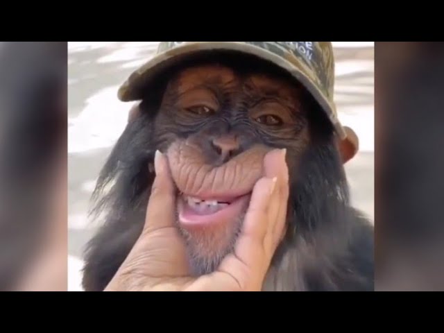 Kompilacja śmiesznych małp - co one wyprawiają!