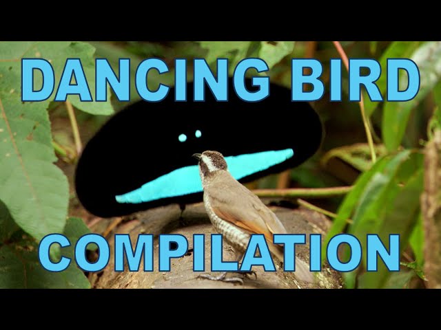 Dziwne i niesamowite tańczące ptaki - kompilacja filmów