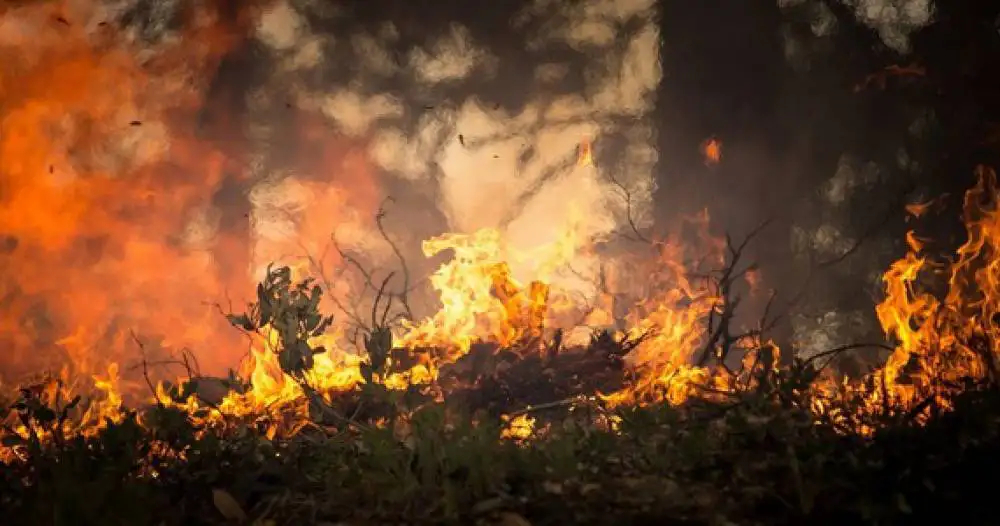 Ogromny pożar w Puszczy Kampinoskiej.