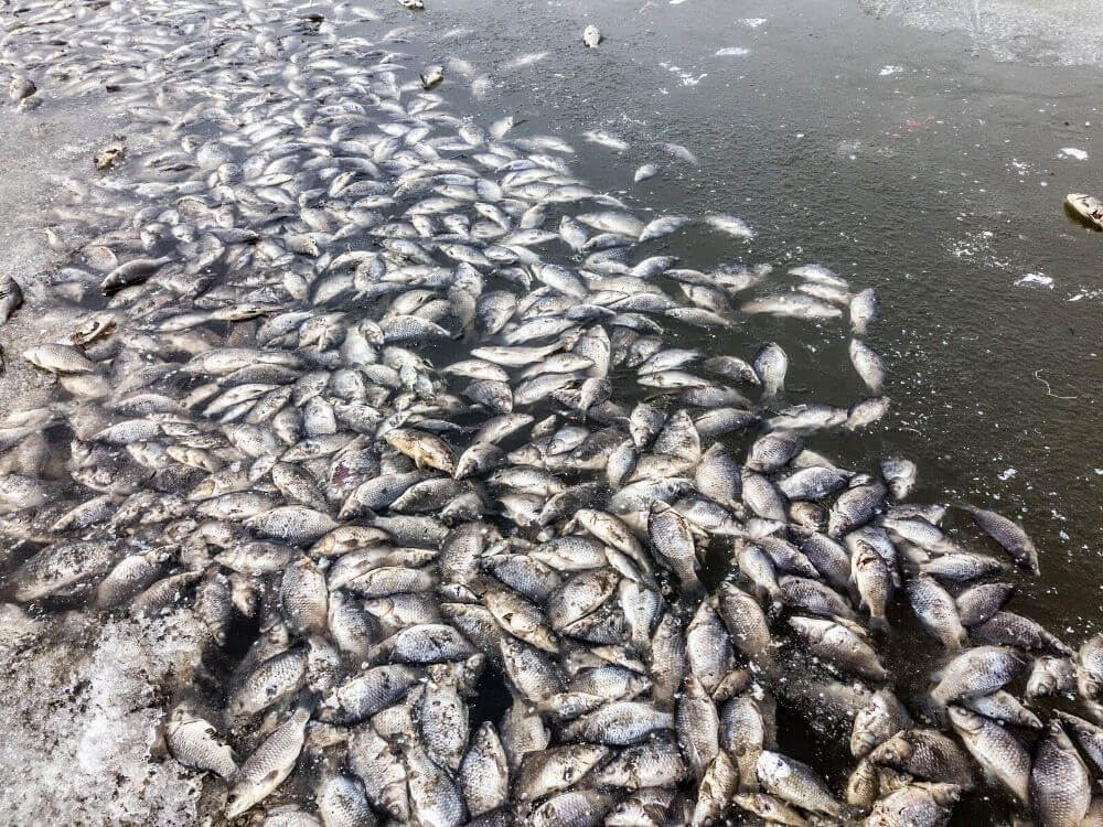 Krakowski zalew skażony? Tysiące śniętych ryb