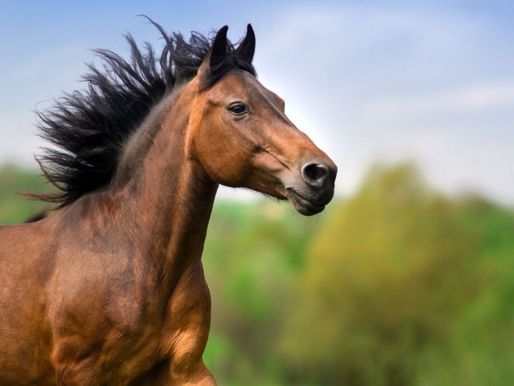 Gry konie – najlepsze gry online dla fanów koni na Spokeo.pl