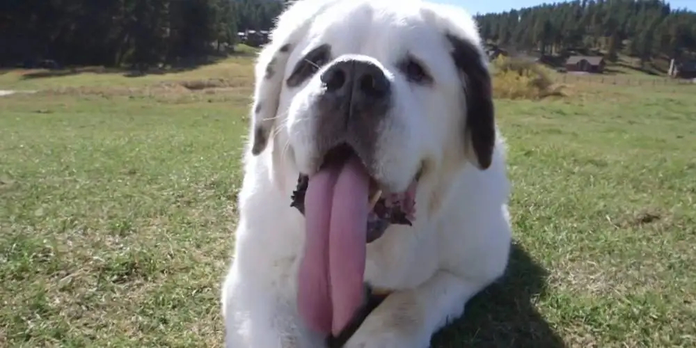 Najdłuższy psi język w historii!