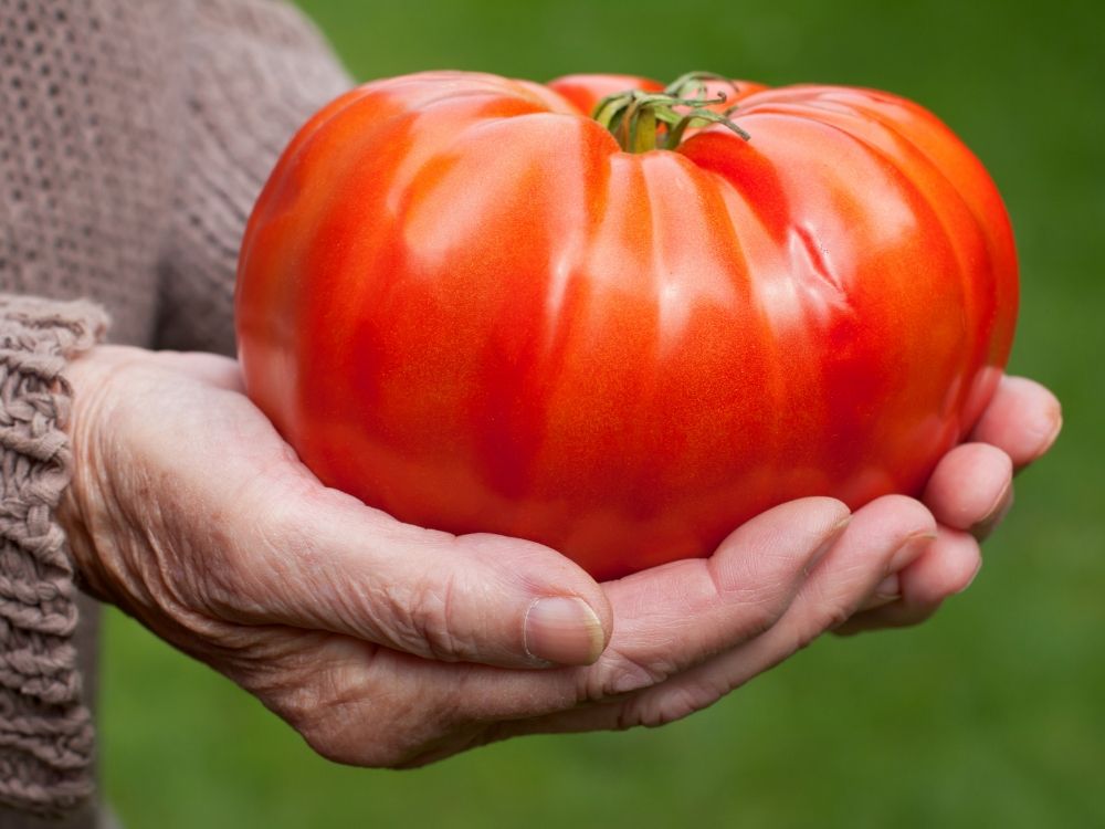 Największy pomidor