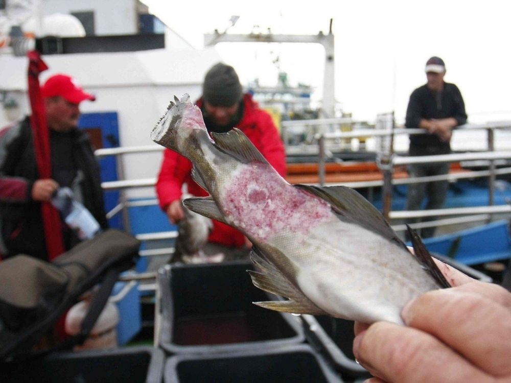 KE: Zakaz połowów dorsza w Morzu Bałtyckim, stada „w bardzo złym stanie” - Bałtyk umiera