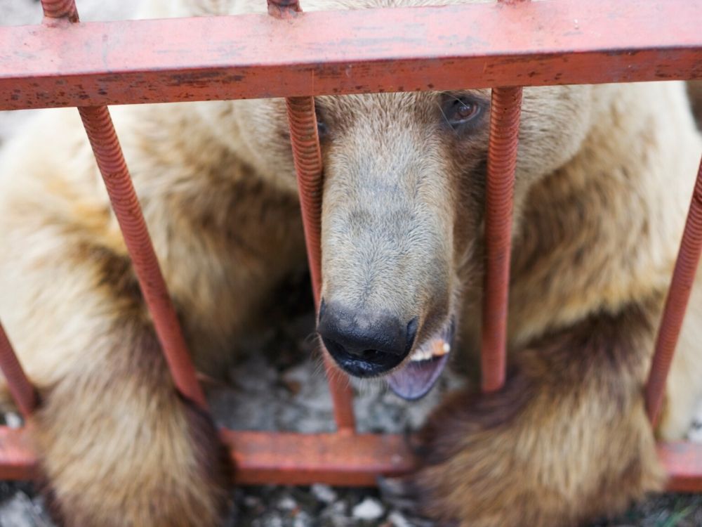 Niedźwiedź z rosyjskiego cyrku zaatakował na oczach widzów swojego tresera. WIDEO