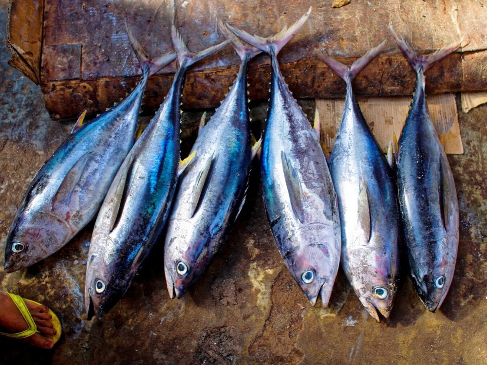 Ryby, po które najczęściej sięgają Polacy. Wśród nich makrela i śledź