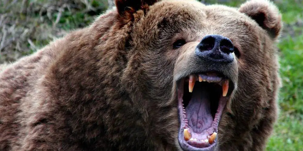 Mężczyzna cudem przeżył atak niedźwiedzia w Bieszczadach