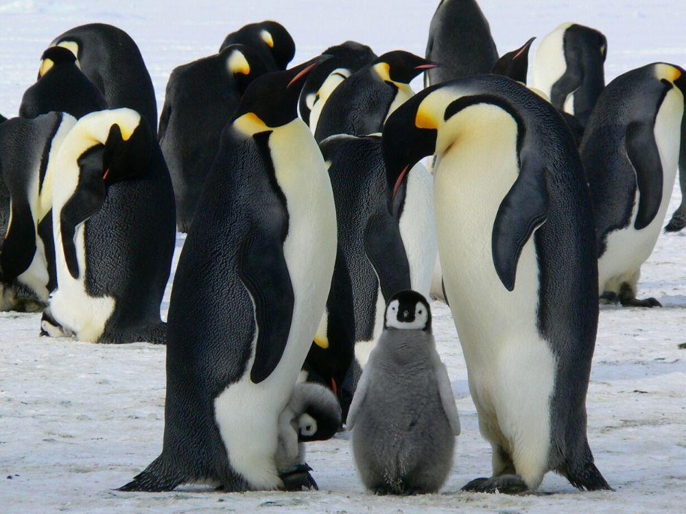 Homoseksualne pingwiny z holenderskiego zoo przygarnęły jajo