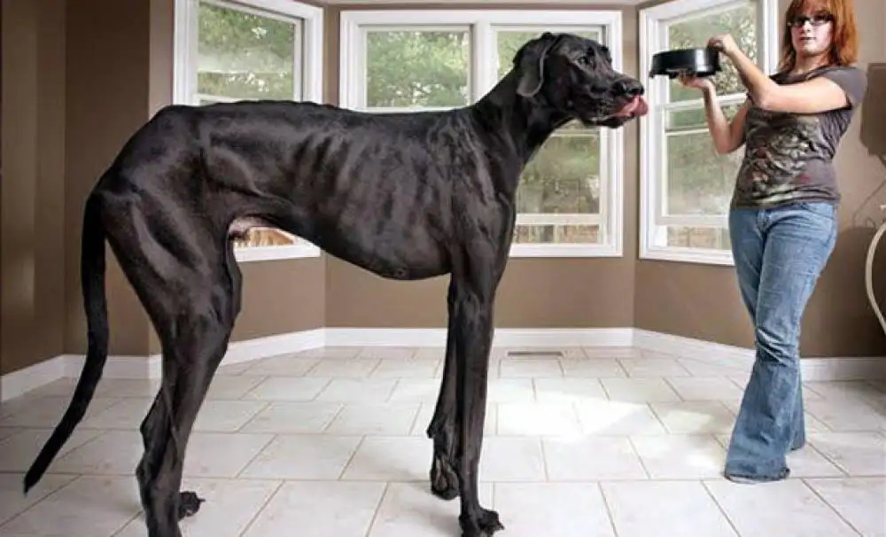 Największy pies świata – rekord Guinnessa
