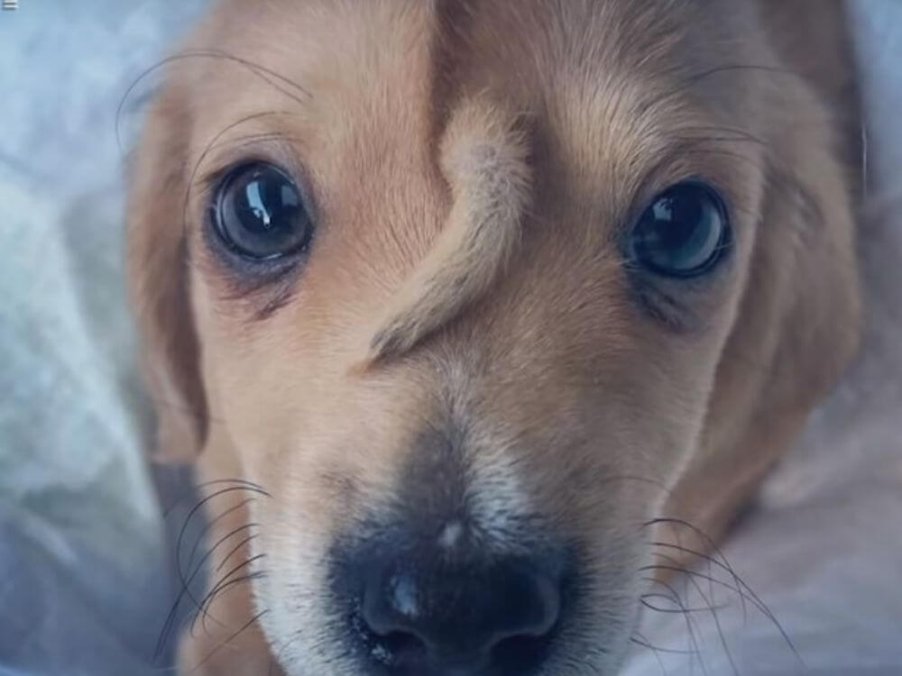 Pies z ogonkiem na czole – poznaj nowego ulubieńca internautów [WIDEO]