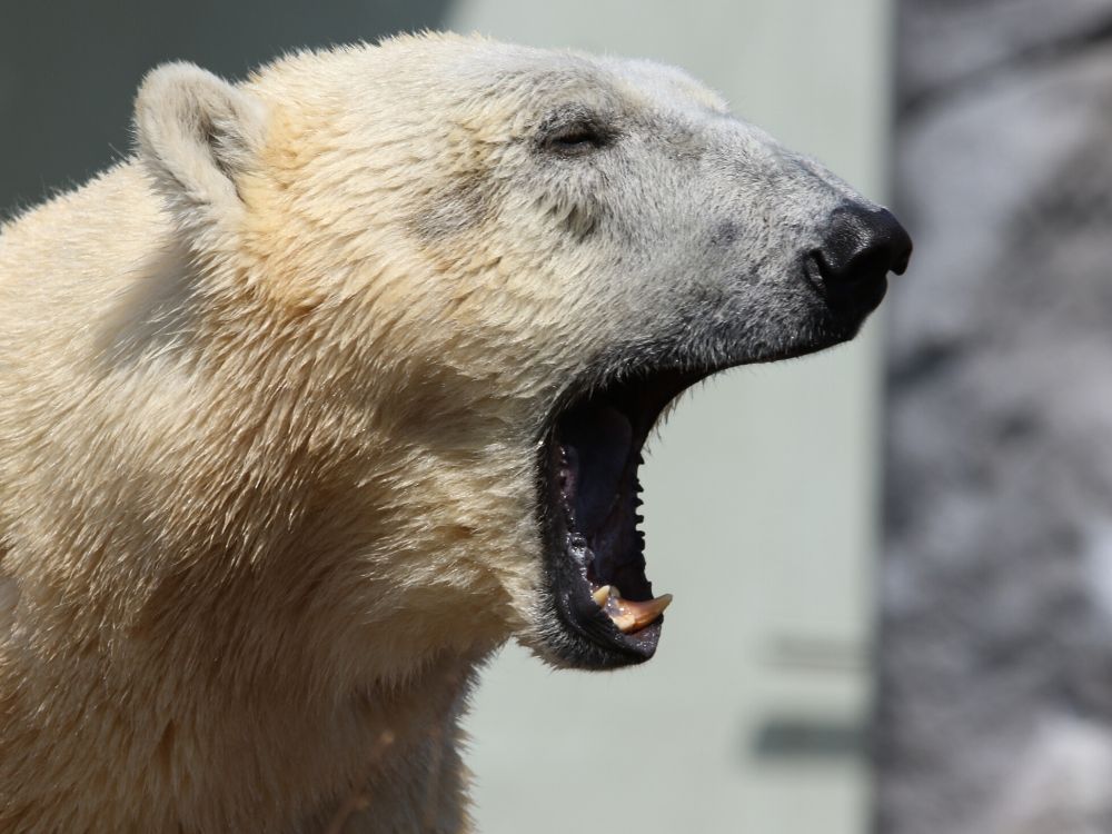 Ogromne stado niedźwiedzi polarnych przejęło kontrolę nad miasteczkiem w Rosji
