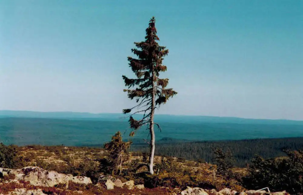 Najstarsze drzewo na świecie