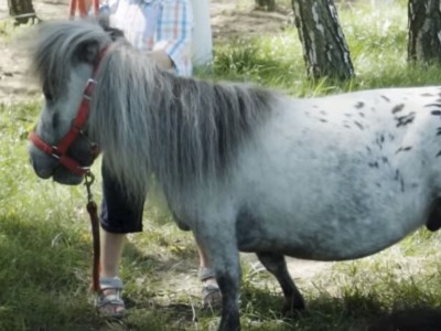 Najmniejszy koń na świecie żyje w Polsce! [WIDEO]