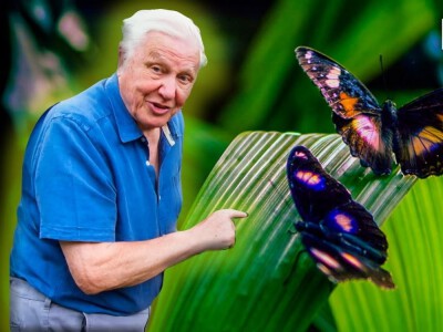 David Attenborough: Życie w kolorze - barwy świata zwierząt