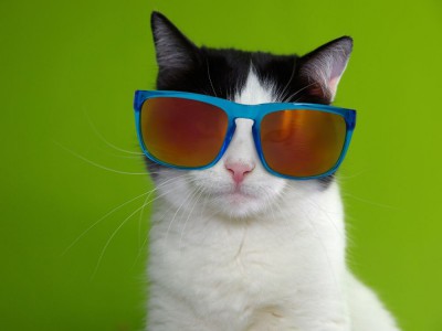 Najlepsze gry - koty w internecie. Zagraj w darmowe kocie gry na Spokeo.pl