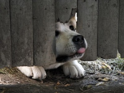 Mój przyjaciel Hachiko