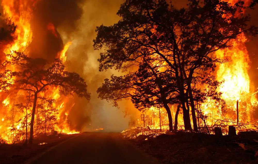 Zatrważające statystyki pożarów lasów w kwietniu