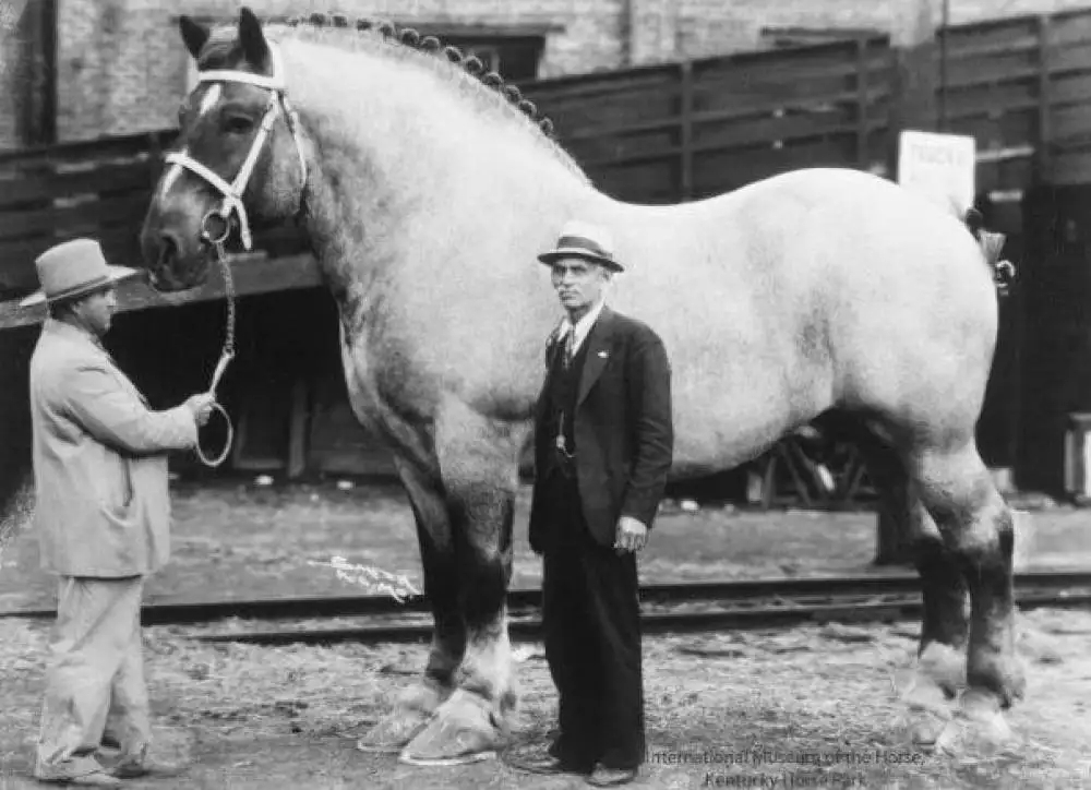 Największy koń w historii