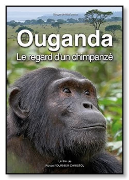Szympansy w Ughandzie