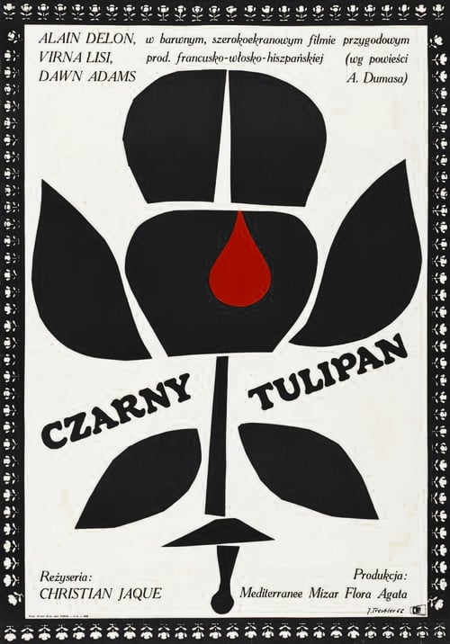 Czarny tulipan